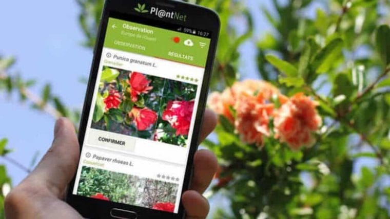 Aplicativo para Identicar Plantas PlantNet